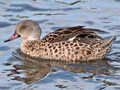 Cape Teal